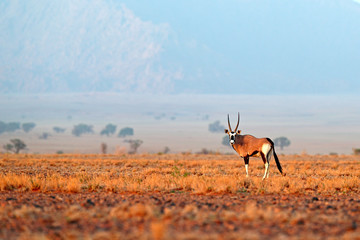 Oryx gazella beautiful iconic gemsbok antelope from Namib desert, Namibia. Oryx with orange sand dune evening sunset. Gemsbock large antelope in nature habitat, Sossusvlei, Namibia.