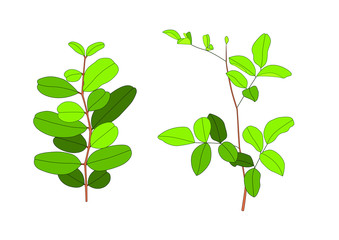 Green leaves are a bouquet fresh on white background illustration vector