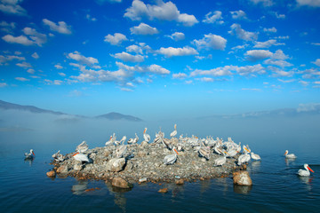 Dalmatian pelican island with fog, Pelecanus crispus, landing in Lake Kerkini, Greece. Pelican with open wings. Wildlife scene from European nature. Bird landing to the blue lake water.