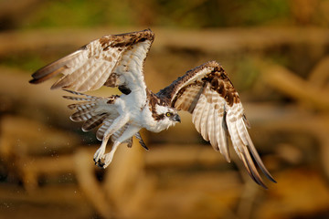 Flying osprey with fish. Action scene with bird, nature water habitat. Osprey hunting in the water. White bird of prey fighting with fish.