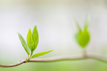 Young sprout in springtime, Closeup