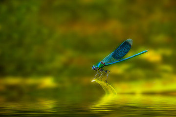 Prachtlibelle 