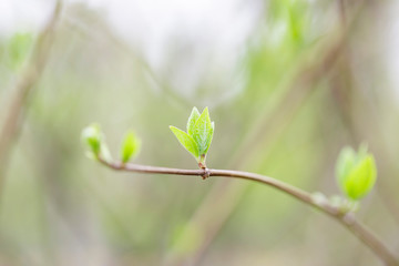 Young sprout in springtime, Closeup