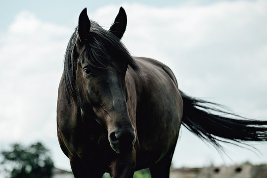 Black horse in green field grazing