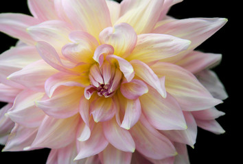 Fototapeta premium Beautiful flowers on Pattern background