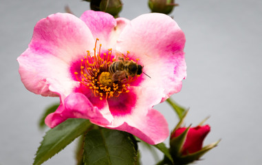 Bee on Rose Flower