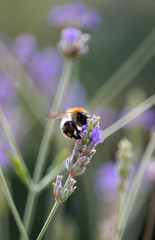 Bumblebee on Lavender