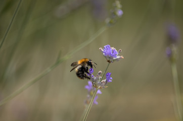 Bumblebee on Lavender