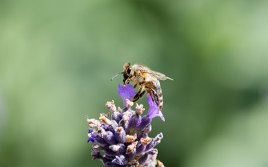 Bee in Lavender