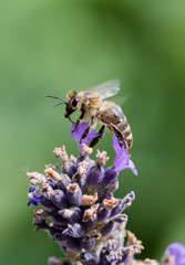 Bee in Lavender