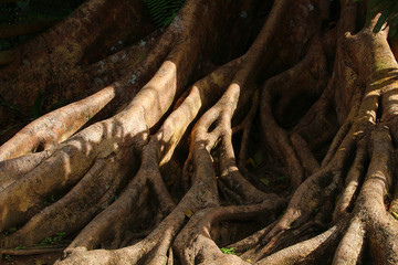 Big tree roots - concept of rooting or have its roots