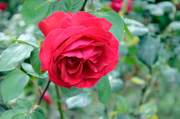 薔薇