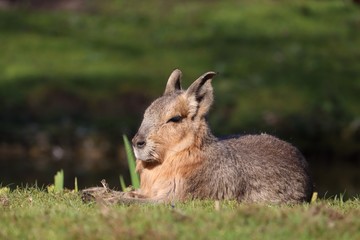 Patagonian Mara 