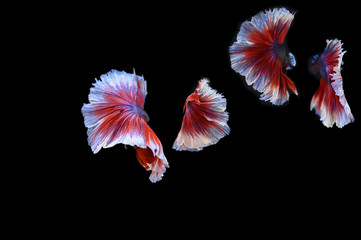 Many betta fish in Thailand