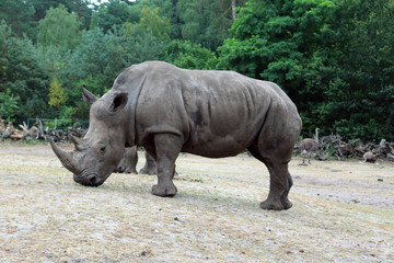 Rhinoceros walk scene. Rhino portrait. Rhinoceros rhino. Rhinoceros rhino portrait Muddy rhinoceros male, standing, starring out into the field.
