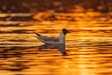 Seagull riding small waves during sunset