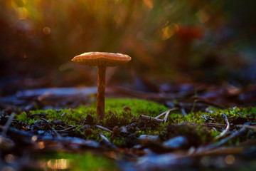 Macro picture of a mushroom in sunset