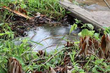 frog in pond