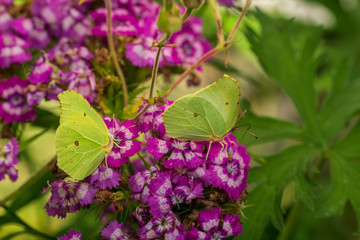 butterfly on flower