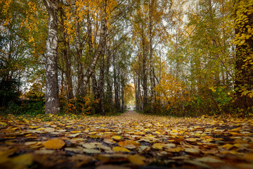 Road covered with leaves during autumn
