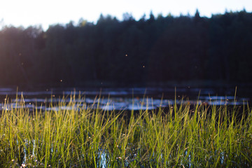 Insects flying over hay at a lake shore