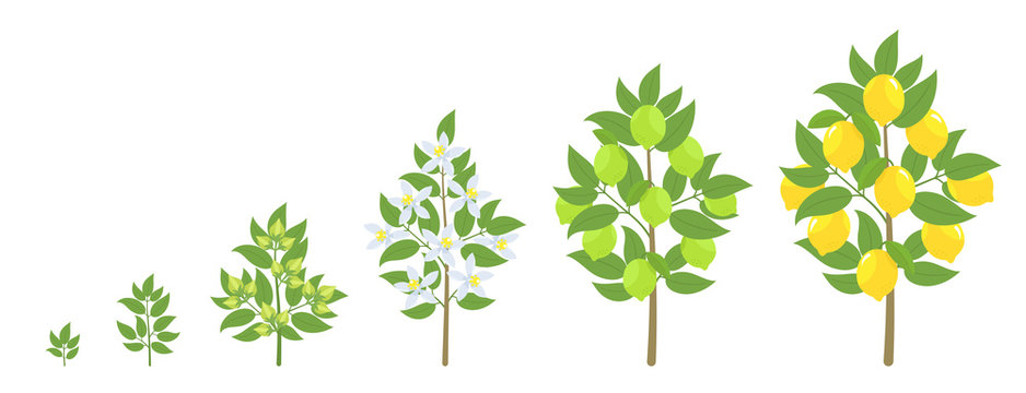 Lemon Tree Growth Stages. Ripening Period Progression. Fruit Tree Life Cycle Animation Plant Seedling. Lemon Increase Phases. Citrus Limon.