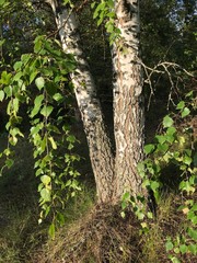 trunk of a tree