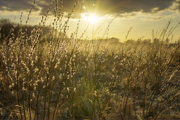 Hay with sun shining through