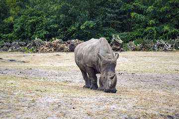 Fototapeta premium Rhinoceros walk scene. Rhino portrait. Rhinoceros rhino. Rhinoceros rhino portrait Muddy rhinoceros male, standing, starring out into the field.