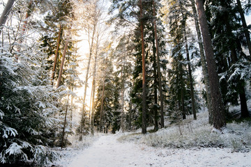 Trees covered in snow during winter with sun shining in the background