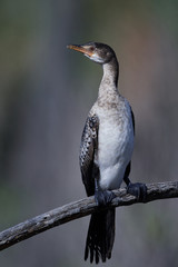 Long-tailed Cormorant (Microcarbo africanus)