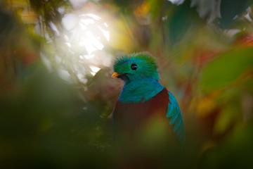 Resplendent Quetzal, Pharomachrus mocinno, from Guatemala with blurred green forest in background. Magnificent sacred green and red bird. Detail portrait of Resplendent Quetzal. Light in the forest.