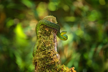 Talamancan Palm-Pitviper, Bothriechis nubestris, nature habitat. Rare new specie viper in tropical forest. Poison snake in the dark jungle. Detail of beautiful green snake from Costa Rica, in moss.
