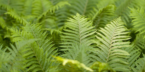 magnificently growing fern in the summer park