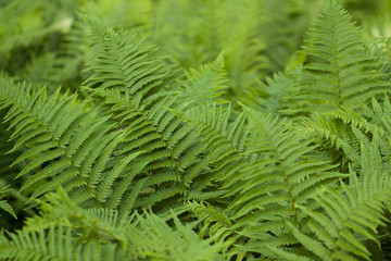 magnificently growing fern in the summer park