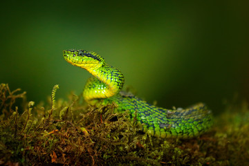 Talamancan Palm-Pitviper, Bothriechis nubestris, nature habitat. Rare new specie viper in tropical forest. Poison snake in the dark jungle. Detail of beautiful green snake from Costa Rica, in moss.