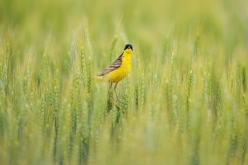 Western yellow wagtail, Motacilla flava, in the green field, sitting on the barley ear spike. Yellow bird with black head in the nature habitat. Wagtail from Balkan, Bulgaria.
