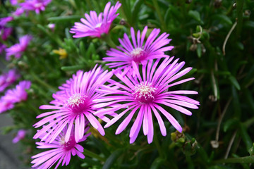 アイスプラント