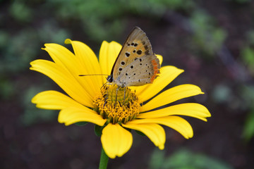 黄色い花とシジミチョウ