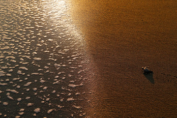 Loggerhead Sea Turtle, Caretta caretta, evening birth on the sand beach, Corcovado NP, Costa Rica. First minute of live, small turtles running to the sea water. Young tortoise born in wild, sunset.