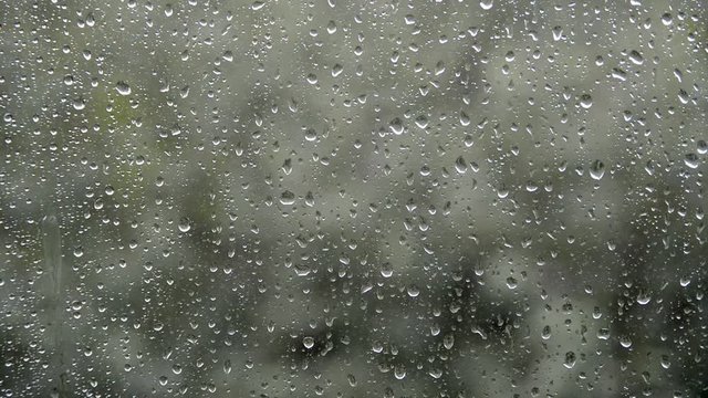 weakly rain water drops fall, hit and flow on glass window, bad windy weather and green trees blur background, cold summer evening, selective focus of closeup full hd stock video footage in real time