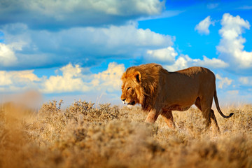 Lion walk. Portrait of African lion, Panthera leo, detail of big animals, Etocha NP, Namibia, Africa. Cats in dry nature habitat, hot sunny day in desert. Wildlife scene from nature. African blue sky.