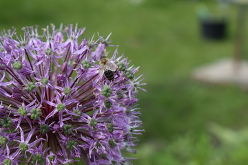 Blume lila Biene