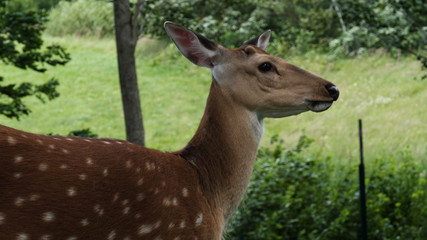 Roe deers on the meadow. Zoo, wild animals and mammal concept. Big deer family outdoor eating grass. Herbivore lifestyle.