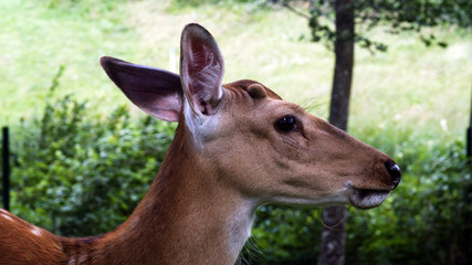 Roe deers on the meadow. Zoo, wild animals and mammal concept. Big deer family outdoor eating grass. Herbivore lifestyle.