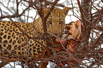 Leopard feeding detail. Safari in Namibia. Leopard on the tree with catch, animal behaviour. Big cat feeding young zebra, Etosha National Park in the Africa. Wildlife scene from nature. Zebra kill.