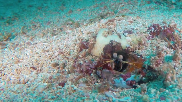 Mantis Shrimp Or Hermit Crab Or Cleaner Shrimp Macro Close Up Looking Out Of Coral Sand Hole Underwater On Phillipines Colourful Coral Reef At Dive Site In Malapascua Island Visayan Sea Asia