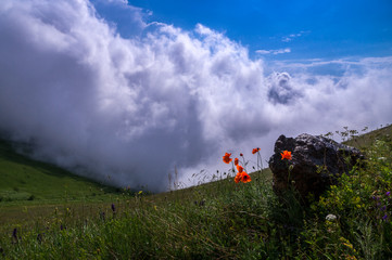 mountain flowers above the sky