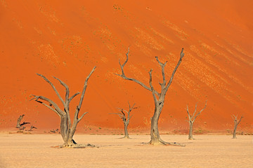 Deadvlei, orange dune with old acacia tree. African landscape from Sossusvlei, Namib desert, Namibia, Southern Africa. Red sand, biggest dun in the world. Travelling in Namibia. Sunrise, first light.