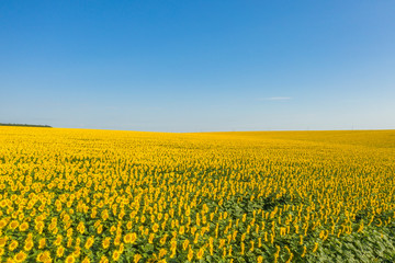 Obraz premium Summer yellow flowers beautiful field. Areal view summer field flowers